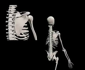 Biomecánica de la cintura escapular