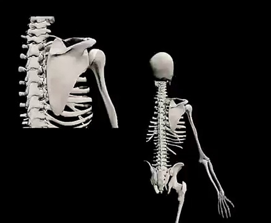 Biomecánica de la cintura escapular