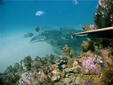 Immersion 3 spearfishing DVD sneak preview