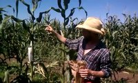 Hand-pollinating corn at the Native Seeds/SEARCH farm