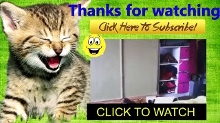 Funny Cats Videos 2015 - Best Funny Cats Videos Compilation #3