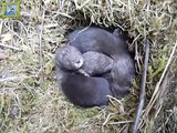 Nerz-Nachwuchs im Natureum Niederelbe (European mink pups)