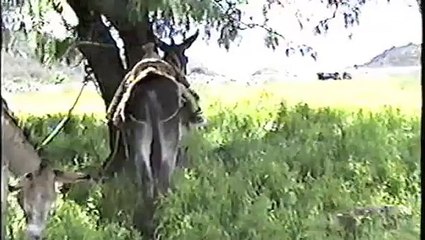 Donkey riding 1988
