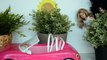 Barbie Leticia ultimos preparativos para o Casamento com o Ken!! [Parte 17] Em Portugues
