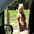 If bears could talk... - Vine by Rejected Cartoons