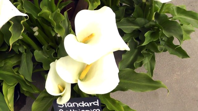 White Calla Lily Aethiopica Classic Large White Calla Lilies