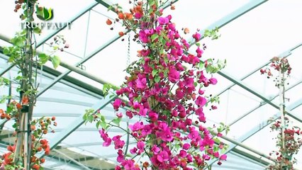 Présentation et entretien du bougainvillier - Jardinerie Truffaut TV