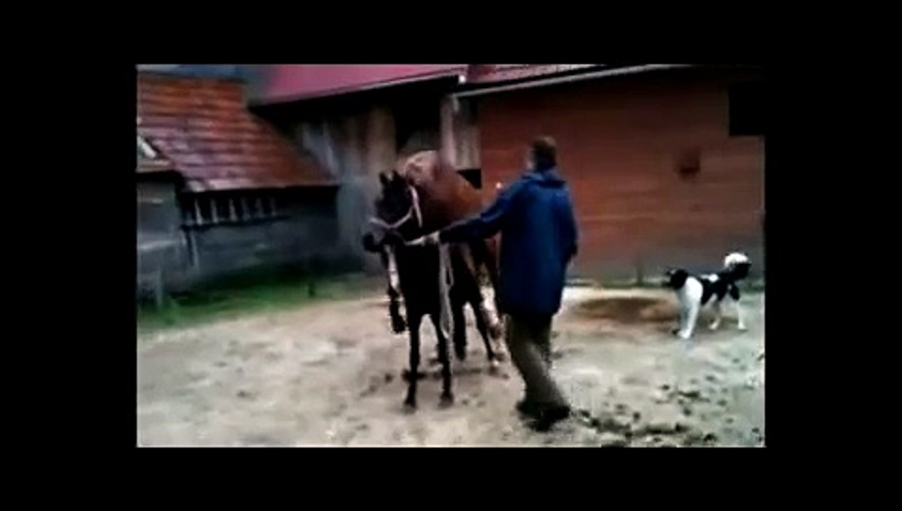 Animals mate Wild Horse cute   animal love