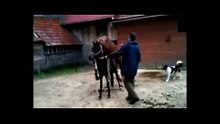 Animals mate Wild Horse cute   animal love