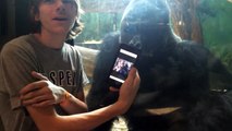 He showed a gorilla photos of other gorillas on his phone. Watch the gorilla's reaction!