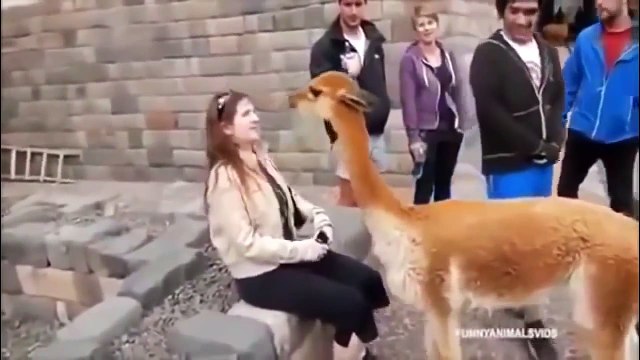 Funny Animal Attacks Amusing Compilation 2015 | funny animals compilation