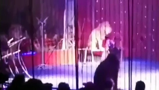 Egyptian Trainer Facesk Lion Attac during Circus Performance