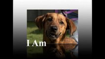 I Am (Promoting Adoption/Rescue)