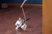 Interactive Cat and Kitten Toys: SmartCat Mobile Magic | DrsFosterSmith.com