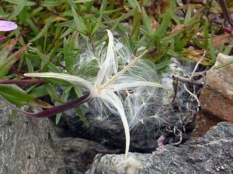 Signore Delle Cime con Silenzio - Coro Alpini
