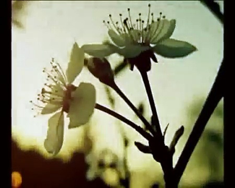 Morcheeba - Flowers (feat. Manda)