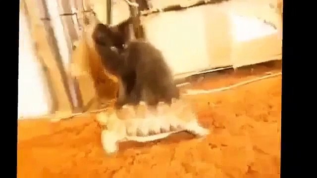 FUNNY ANIMAL VODEOS COMPILATION 2014