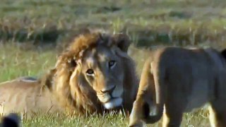 lion attack    lion attack human    lion attack car    Lion Attack Compilation 2014 HD