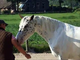 Indy & Joyce NH/Tricktraining May 2009