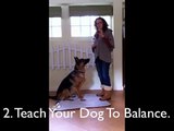 Dog Training 101: Dog Tricks: Catching Treat Off Nose- Step 1