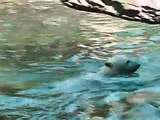 Polar Bear cub: Milak swimming and playing in Aalborg Zoo