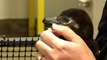 Down the Hatch! Watch Our Little Penguin Chick Eat a Big Fish