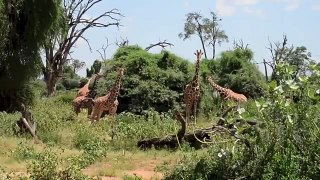 Kenya Safari Part II   Nakuru, Samburu and Ol Pejeta Conservancy