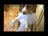 Puppy gets groomed with vacuum