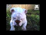 Baby Bulldog Plays With Butterfly