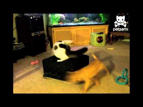 Cat chases dog chasing leash