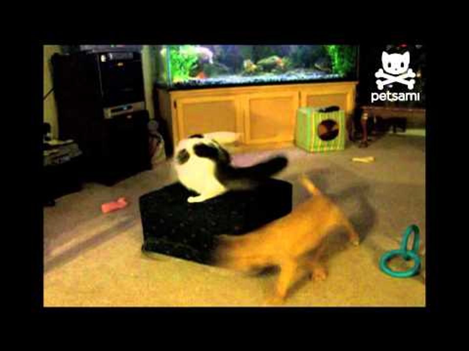 Cat chases dog chasing leash
