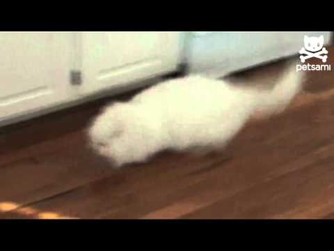 Cat is alarmed by the alarm