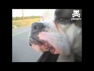 Dog has uber flappy lips