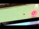 Spider chases laser pointer like a dog