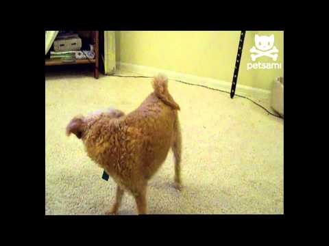 Dog chases his tail in circles