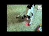 Dalmatian and baby duke it out over a laser
