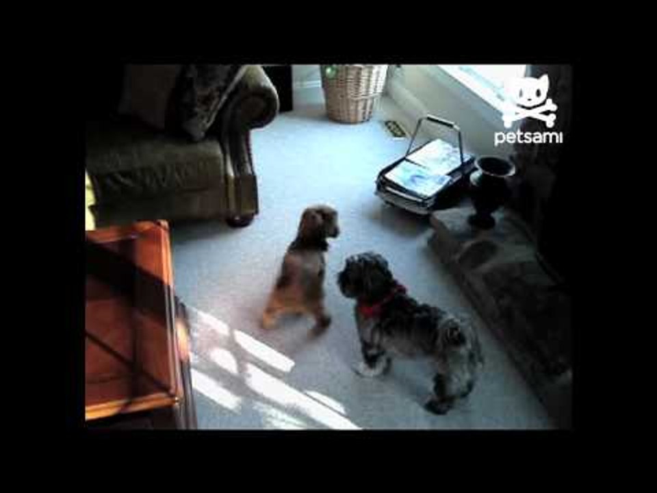 Little dog rubs butt in other dog's face