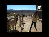 Angry llama spits on woman