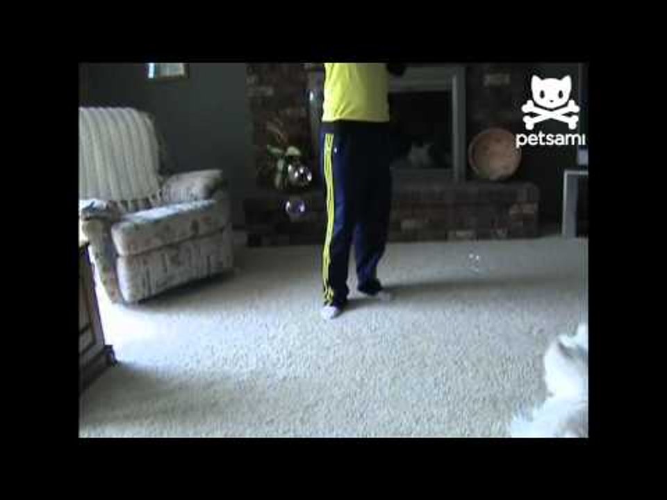 Playful puppy chases bubbles