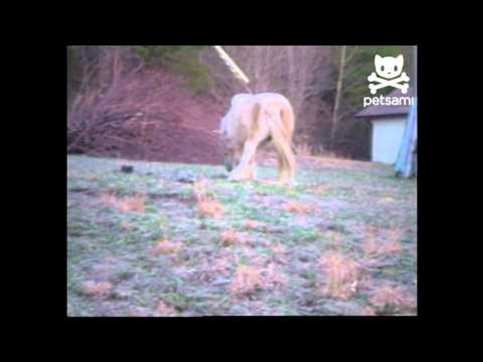 Booty-shaking bronco gets down