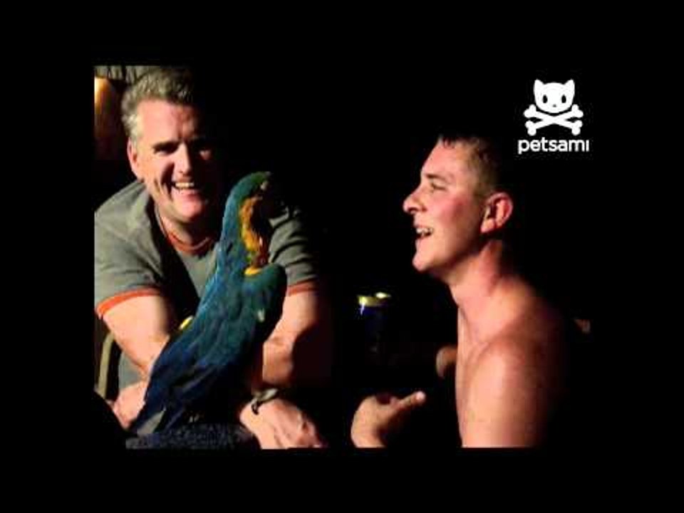 Parrot plunges into pool after being provoked