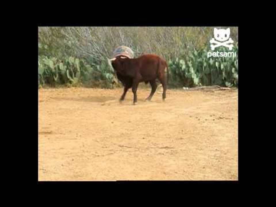 Mad cow has major freak out