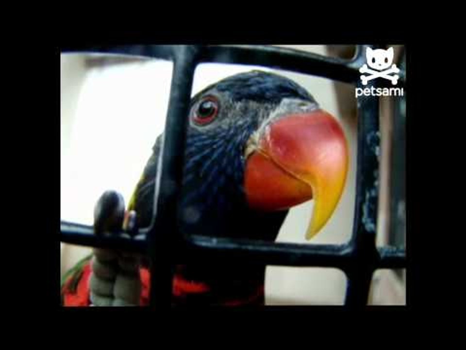 Long-tongued bird licks like a lizard