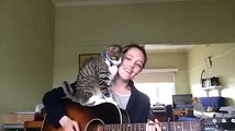 Suona la chitarra mentre il gatto vuole le coccole - play guitar with cat