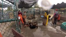 NMMF Sea Lion Rehabilitation B-roll
