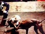 Pit Bulls - Dog Problem or Human Problem