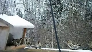 Redpolls - Boreal Winter Birds - Relaxation