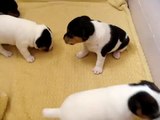 Jack Russell puppies being fussy!