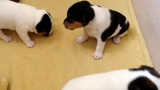 Jack Russell puppies being fussy!