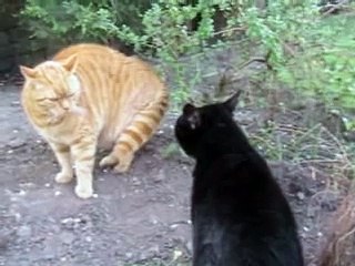 Heated cat argument part 2